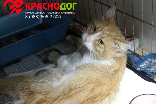 Кракен даркнет скачать