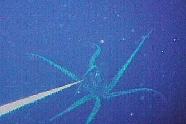 Kraken рабочее зеркало onion
